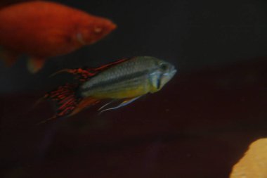 apistogramma cacatuoides Afrika cichlid balık akvaryumu