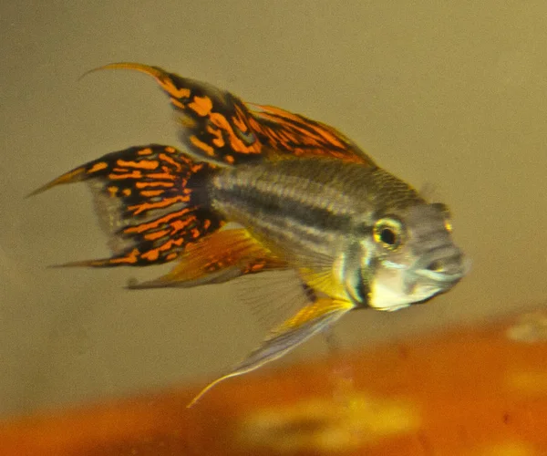 Aistogramma Cocatuoides African Cichlid Fish Cominity Aquarium — 스톡 사진