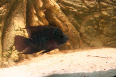 Çiçek boynuzu erkek Afrika ciklit balık akvaryumu