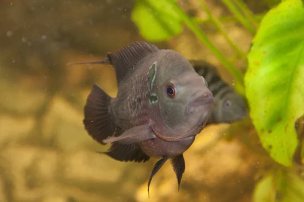 Kwiat Róg Mężczyzna Afryki Cichlid Ryby Akwarium — Zdjęcie stockowe