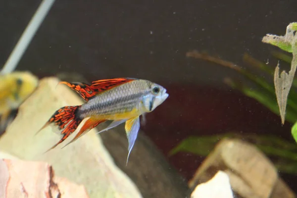 Apistogramma Cacatuoides African Cichlid Fish Cominity Aquarium — Zdjęcie stockowe