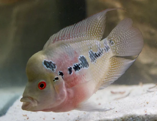 Flower Horn Male African Cichlid Fish Aquarium — Stock Photo, Image