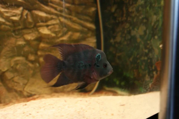 Corne Fleur Mâle Cichlidé Africain Aquarium Poissons — Photo