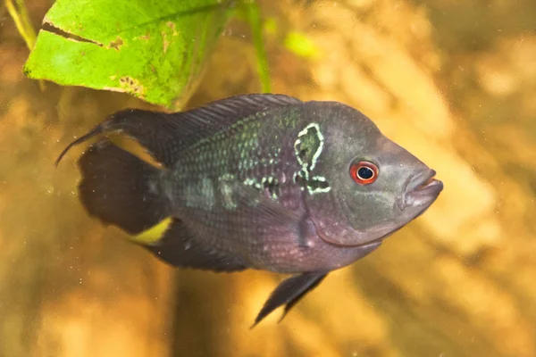 Corne Fleur Mâle Cichlidé Africain Aquarium Poissons — Photo