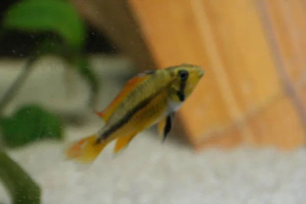 Apistogramma Cacatuoides African Cichlid Fish Cominity Aquarium — Zdjęcie stockowe