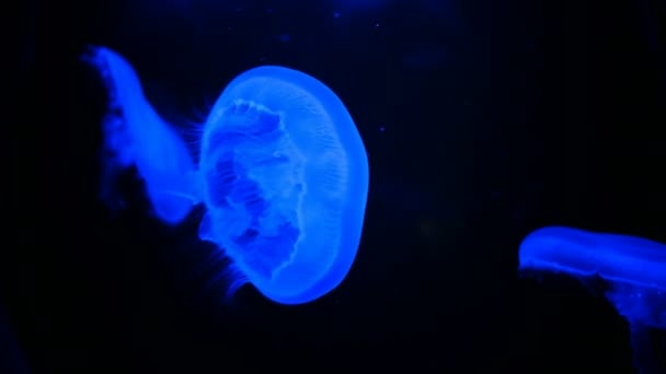 Akvaryumda Dört Yapraklı Yonca Denizanası Mavi Gece Lambası — Stok video