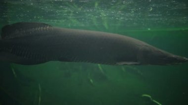 Amazon akvaryumunda arapaima gigasının güzel bir örneği ve Pacu balığı örnekleri var.