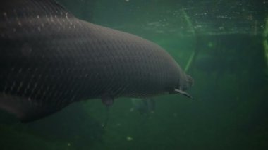 Amazon akvaryumunda arapaima gigasının güzel bir örneği ve Pacu balığı örnekleri var.