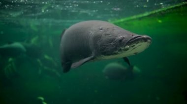 Amazon akvaryumunda arapaima gigasının güzel bir örneği ve Pacu balığı örnekleri var.