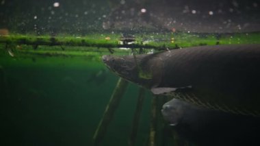 Amazon akvaryumunda arapaima gigasının güzel bir örneği ve Pacu balığı örnekleri var.