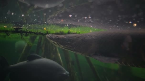 Bellissimo Esemplare Arapaima Gigas Nell Acquario Amazzonico Con Esemplari Pesci — Video Stock