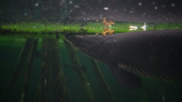 Bellissimo Esemplare Arapaima Gigas Nell Acquario Amazzonico Con Esemplari Pesci — Video Stock