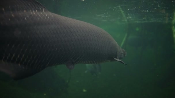 Krásný Exemplář Arapaima Gigas Amazonském Akváriu Exempláři Pacu Ryb — Stock video