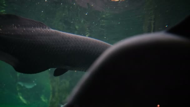 Bellissimo Esemplare Arapaima Gigas Nell Acquario Amazzonico Con Esemplari Pesci — Video Stock