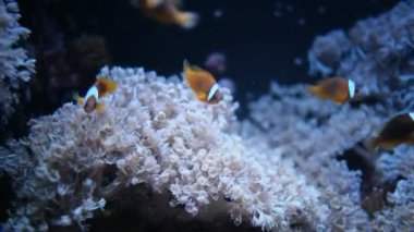 Akvaryumda deniz şakayığı olan palyaço balığı.