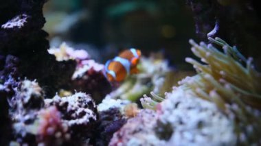 Akvaryumda deniz şakayığı olan palyaço balığı.