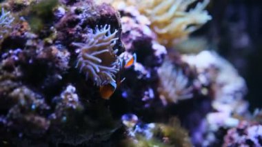 Akvaryumda deniz şakayığı olan palyaço balığı.