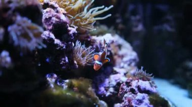 Akvaryumda deniz şakayığı olan palyaço balığı.