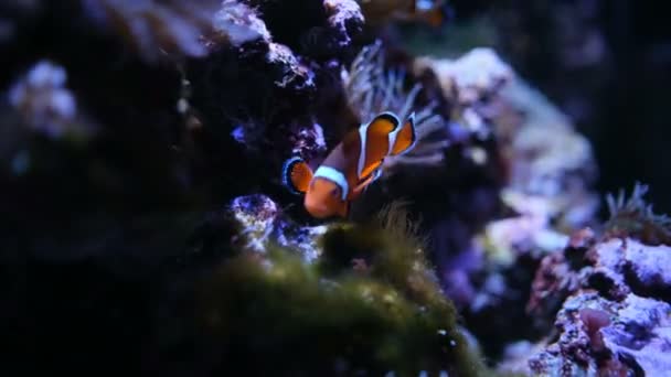 Clownfish Avec Anémone Dans Communauté Aquarium — Video