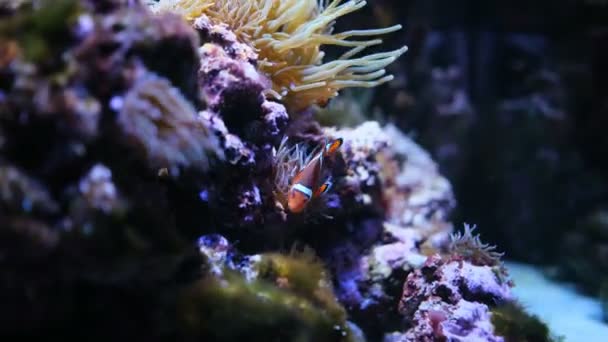 Clownfish Anemone Community Aquarium — Stock Video