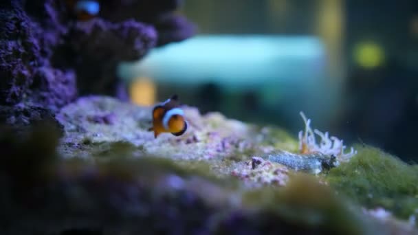 Clownfish Avec Anémone Dans Communauté Aquarium — Video
