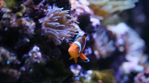 Pesci Pagliaccio Con Anemone Nella Comunità Acquario — Video Stock