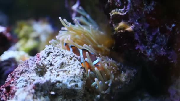 Clownfish Anemone Community Aquarium — Stock Video