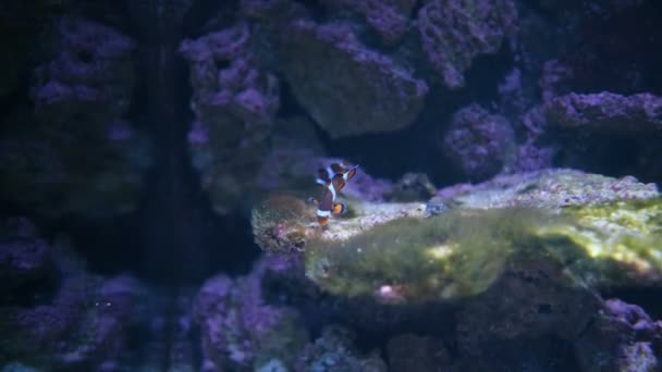 Clownfish Avec Anémone Dans Communauté Aquarium — Video