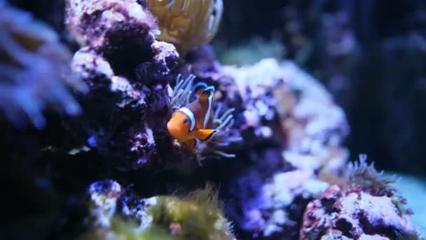 Clownfish Anemone Community Aquarium — Stock Video