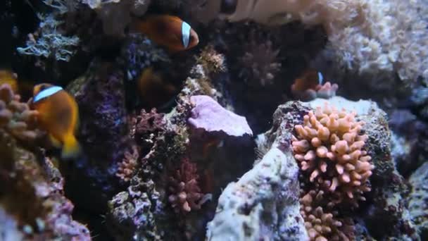 Pesci Pagliaccio Con Anemone Nella Comunità Acquario — Video Stock