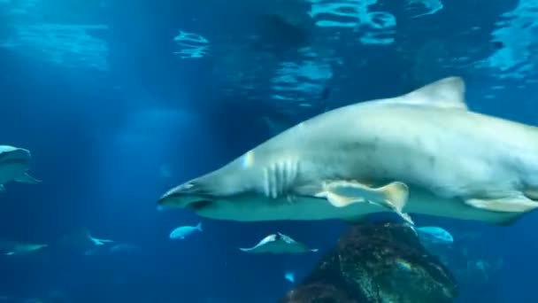 Tubarão Touro Aquário Marinho Panorama Barbatanas Olhos Dentes — Vídeo de Stock