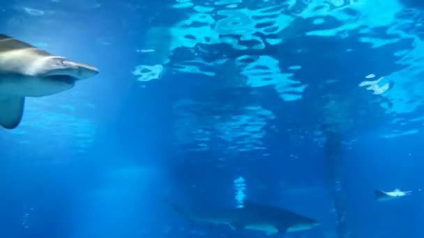 海洋水族館での雄のサメパノラマフィン目の歯 — ストック動画