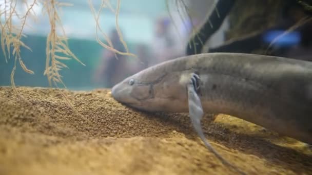 Dipnoi Lungfish鱼生活在水族馆的化石 — 图库视频影像