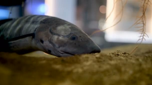 Dipnoi Lungfish鱼生活在水族馆的化石 — 图库视频影像
