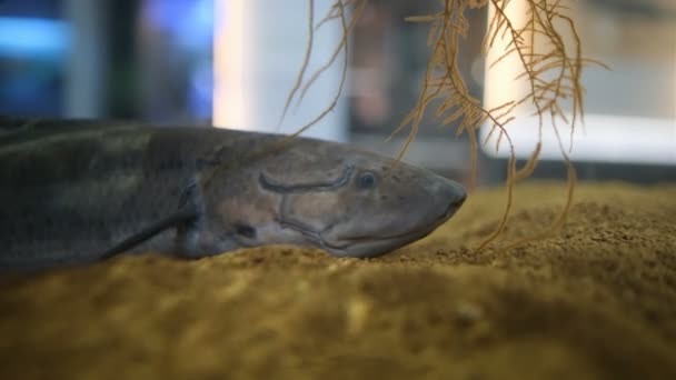 Dipnoi Lungfish Skutečné Živé Fosílie Akváriu — Stock video