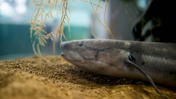 Dipnoi Akciğer Balığı Akvaryumda Yaşayan Gerçek Fosil — Stok video