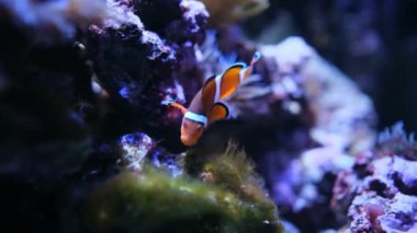 Akvaryumda deniz şakayığı olan palyaço balığı.