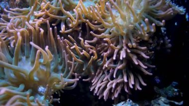 Akvaryumda deniz şakayığı olan palyaço balığı.