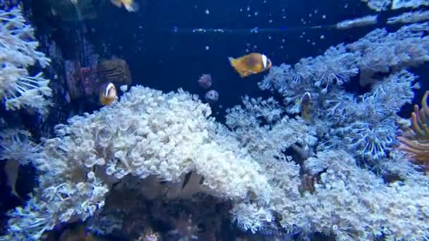 Clownfish Dengan Anemon Dalam Masyarakat Akuarium — Stok Video