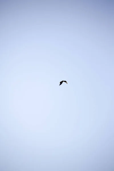 Witkopzeearend Die Blauwe Lucht Vliegt — Stockfoto