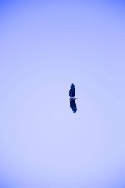 Águila Marina Cabeza Blanca Volando Cielo Azul — Foto de Stock