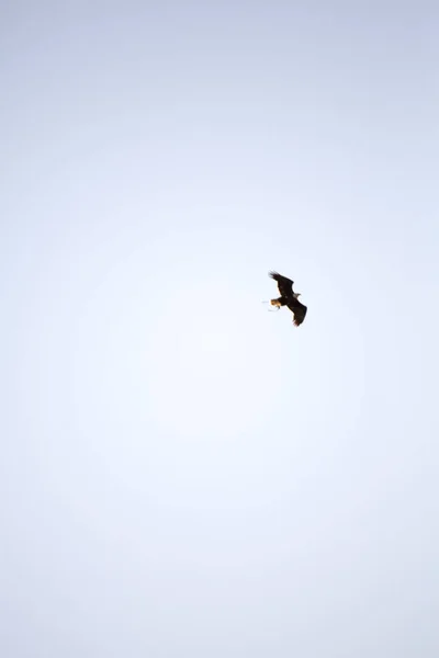真っ青な空を飛ぶワシの頭 — ストック写真