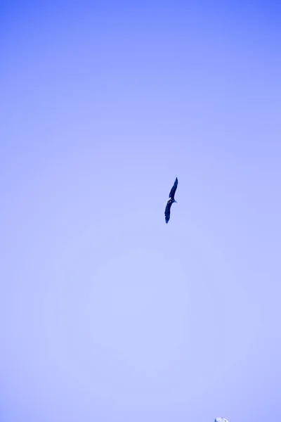 蓝天白头海鹰 — 图库照片