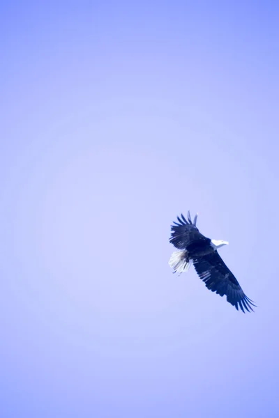 White Headed Sea Eagle Flying Blue Sky — Stock Photo, Image