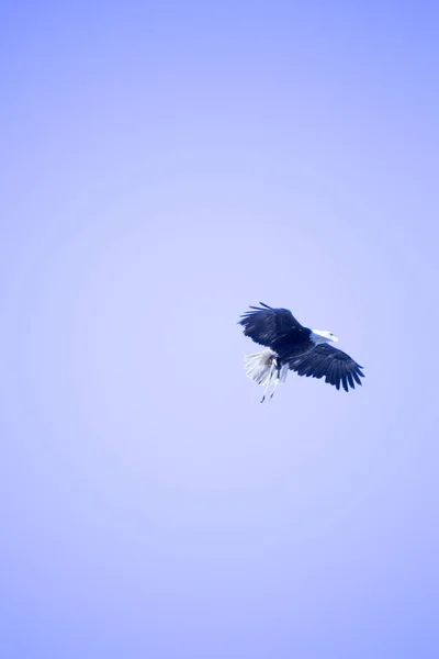 真っ青な空を飛ぶワシの頭 — ストック写真