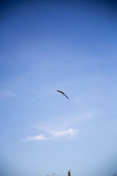 Белоголовый Морской Орёл Летящий Голубом Небе — стоковое фото