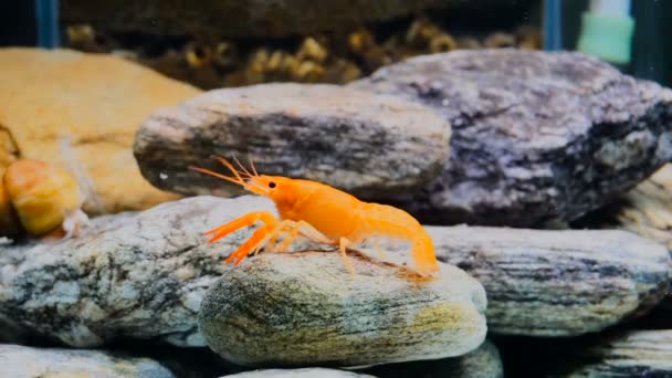 Cambarellus Patzcuarensis Cangrejos Río Anaranjados Acuario — Vídeo de stock