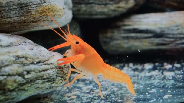 Cambarellus Patzcuarensis Orangefarbener Krebs Aquarium — Stockvideo