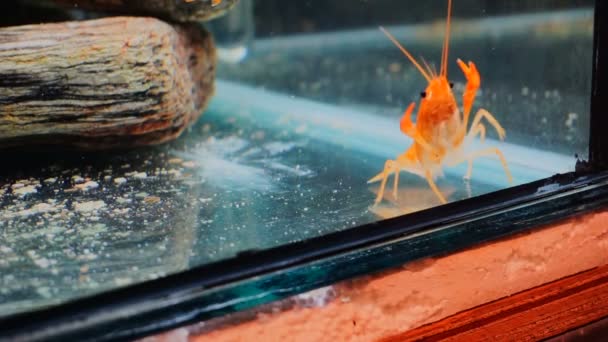 金鱼座金鱼座金鱼座桔子蟹在水族馆的分布 — 图库视频影像