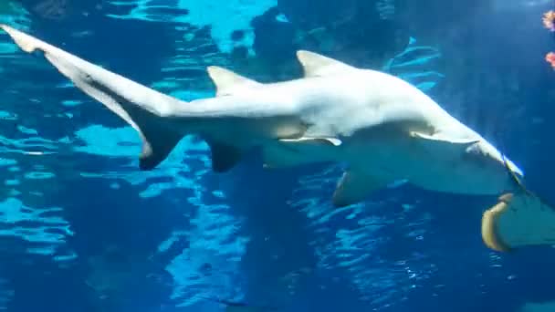 Stier Haai Zee Aquarium Panorama Vinnen Ogen Tanden — Stockvideo